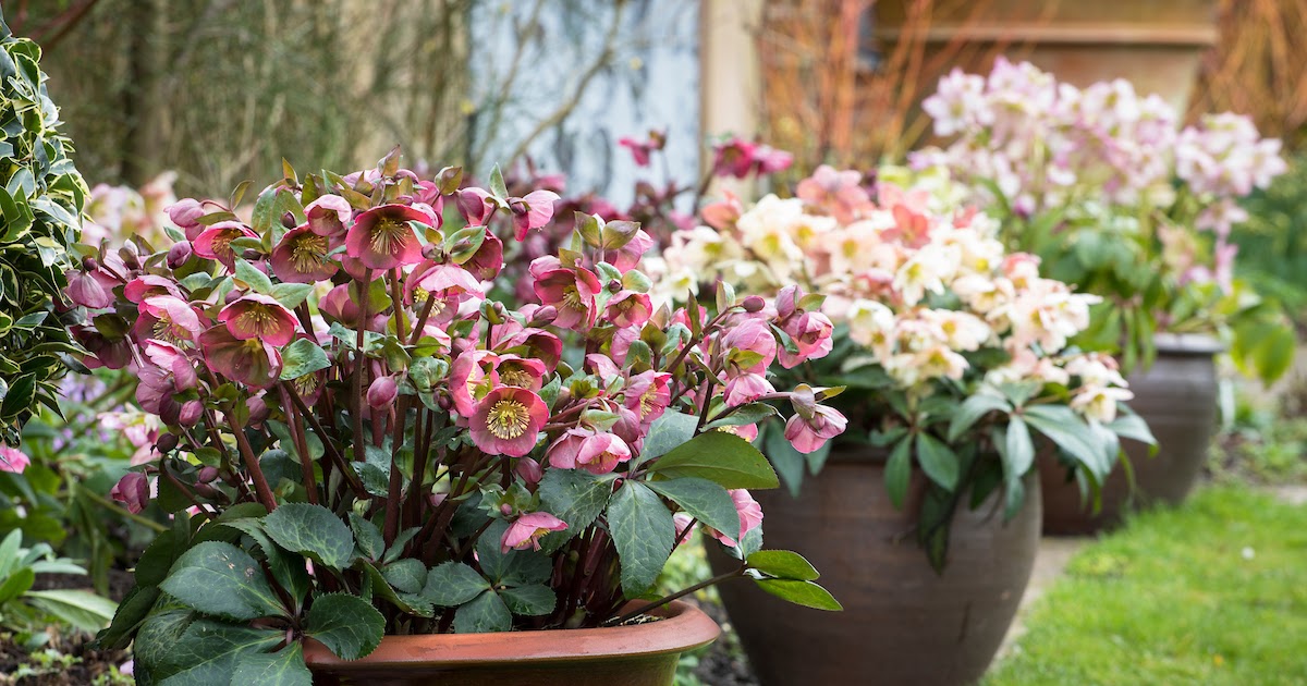 Plantas para cultivar en macetas en invierno