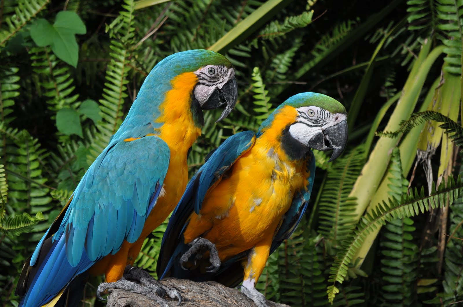 ZOOTOGRAFIANDO (6.100 ANIMALS): GUACAMAYO AZUL Y AMARILLO / BLUE-AND