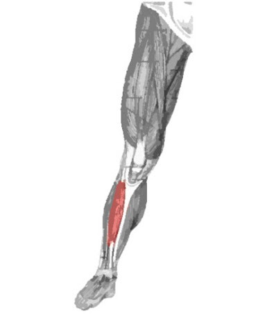 Músculo tibial anterior remarcado
