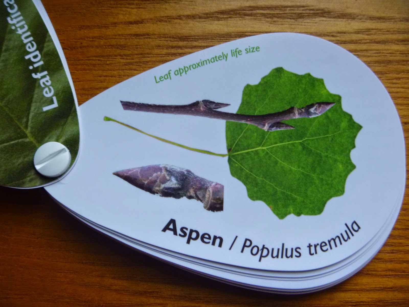 Crafty Green Poet Woodland Trust leaf identification swatch book