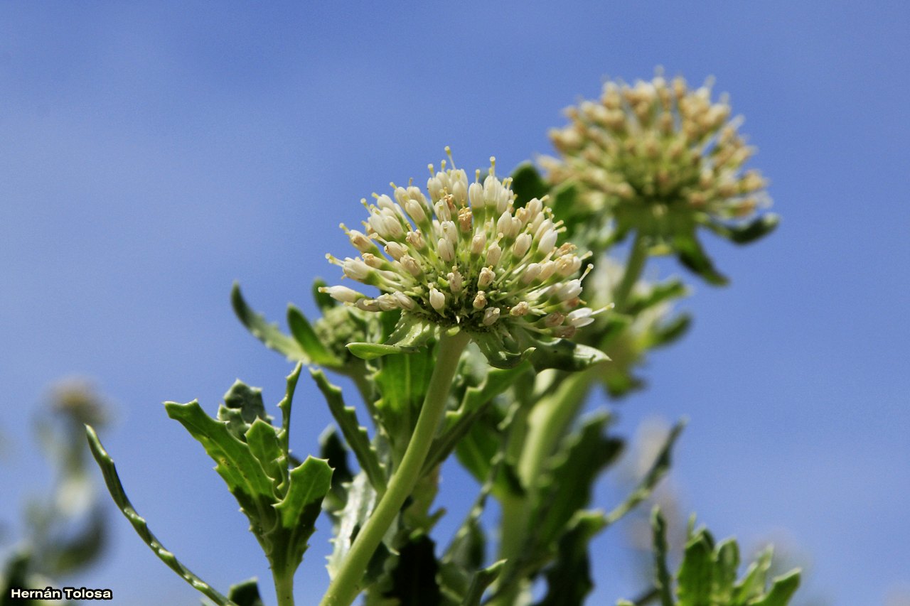 Flora Bonaerense (Calycera crassifolia)