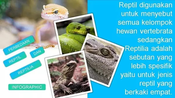 perbedaan reptil dengan reptilia apa perbedaan reptil dengan reptilia