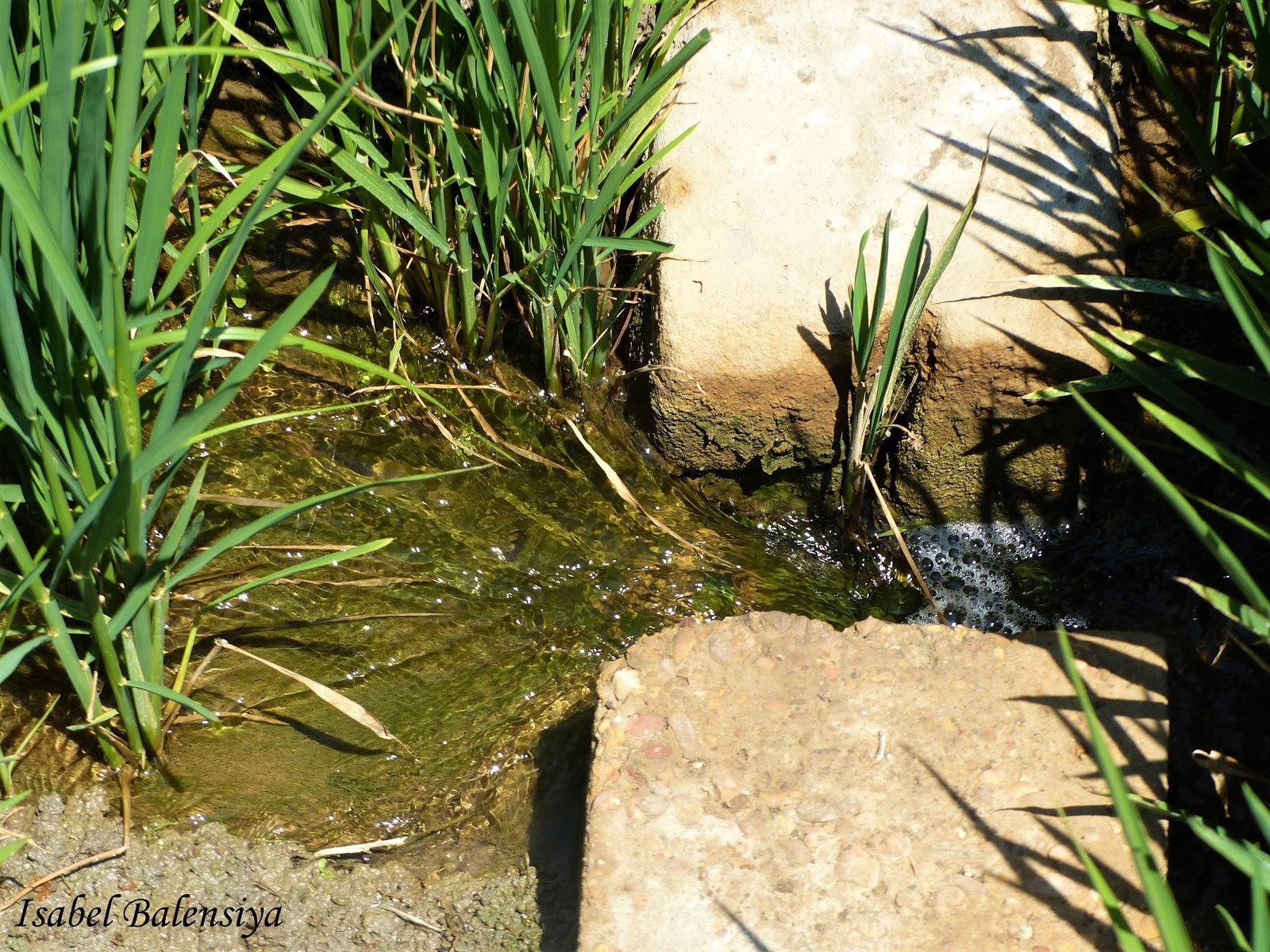 CALLEJEANDO POR VALENCIA Acequia Mayor de Favara (Acequias de Valencia5)