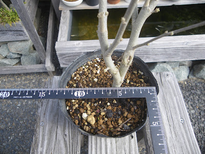 苗木　鉢のサイズ