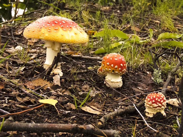 Red mushrooms at a rural rest stop on a Southeastern Finland summer road trip