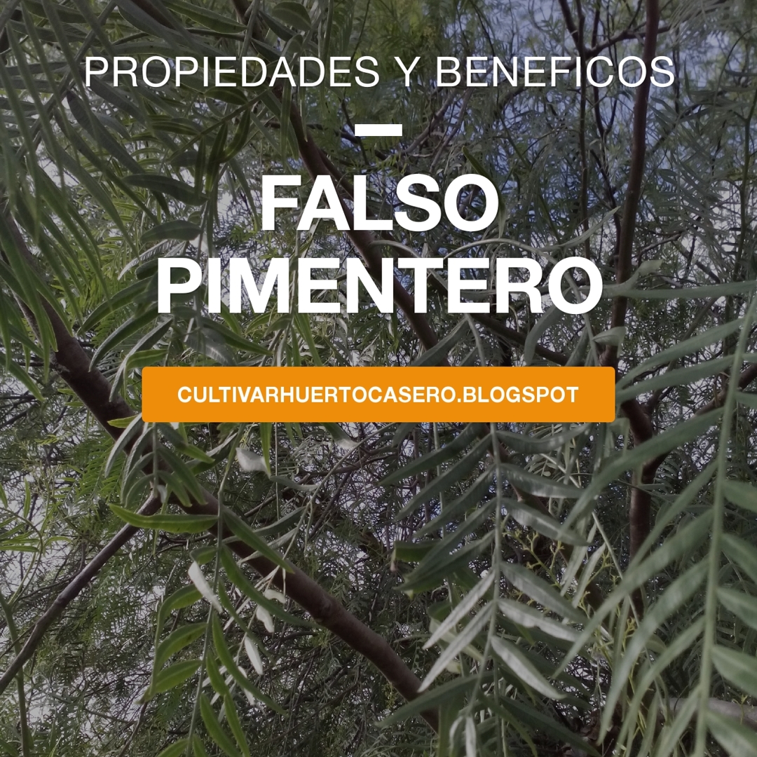 Cultivar El Huerto Casero Propiedades Del Falso Pimentero Ventajas De Tener Un Arbol