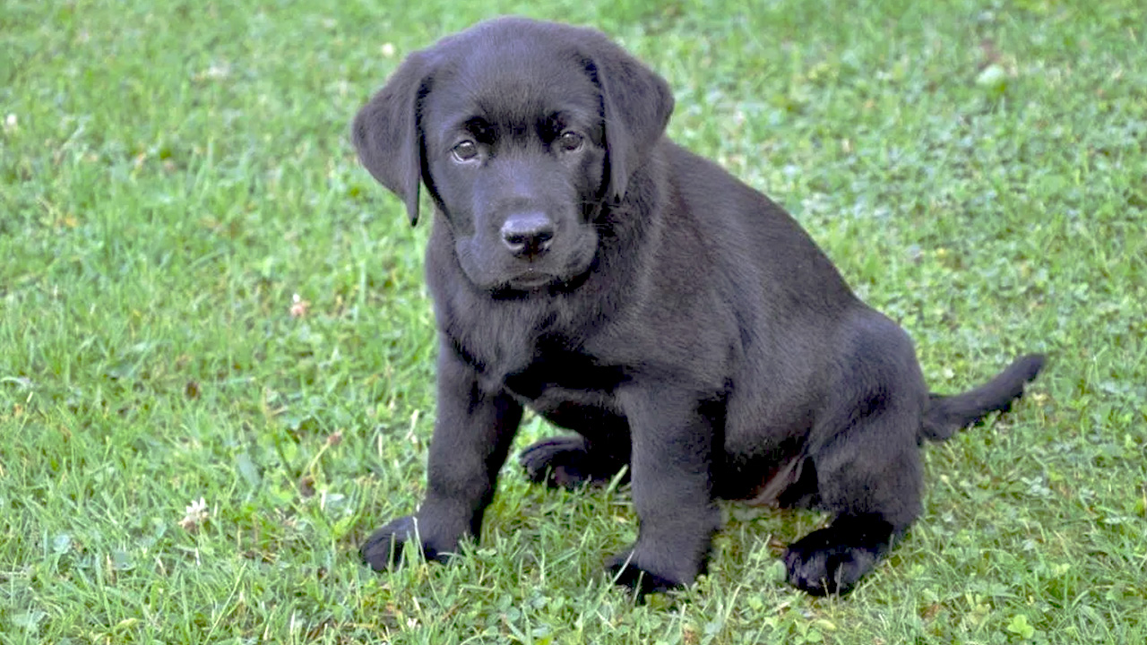 Nourrir votre chiot labrador Quoi, combien, à quelle fréquence