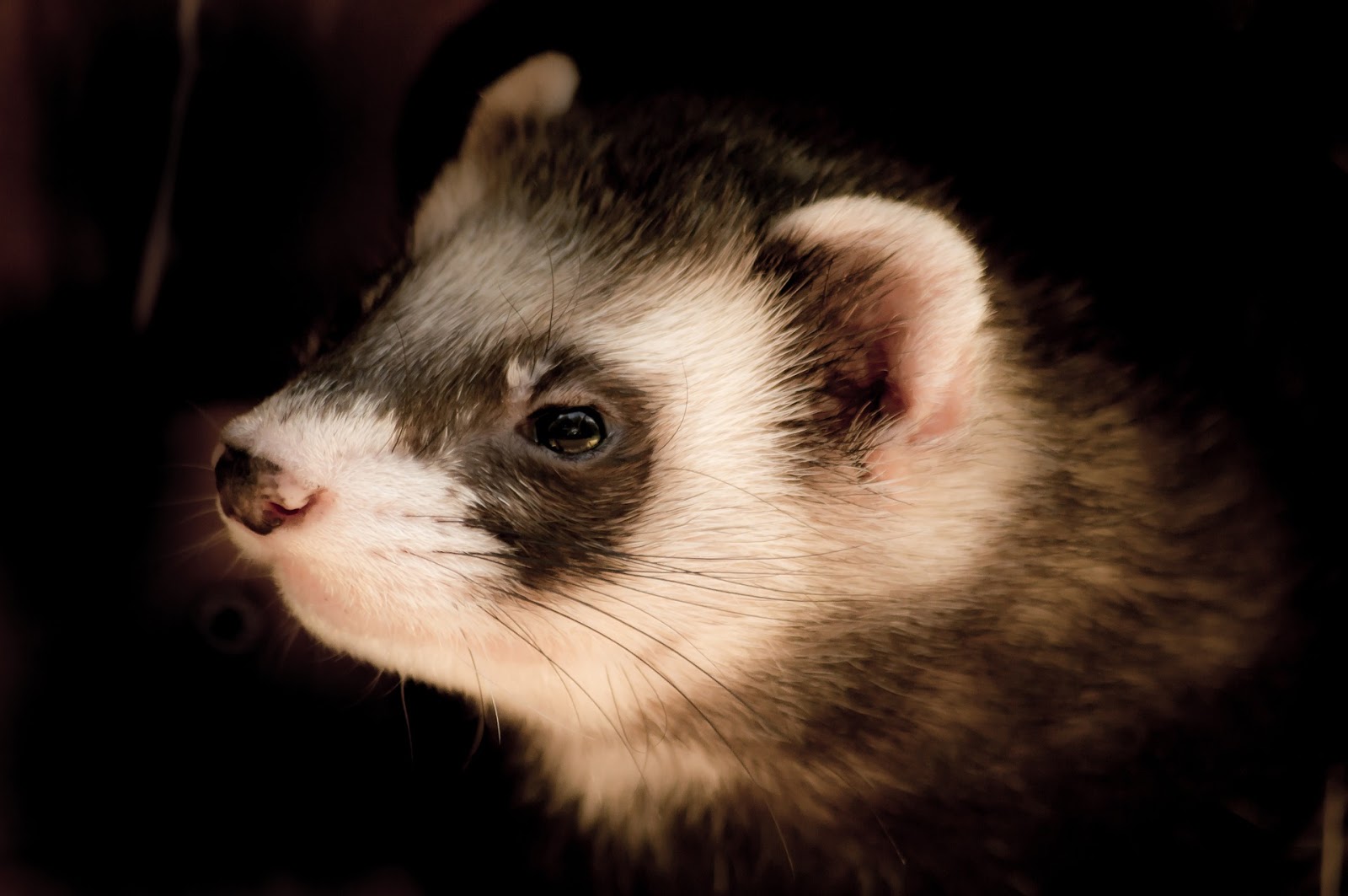 Best Ferret Harness and Leashes for Your Ferrets