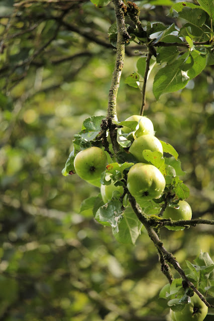 Apple, Blackberry and Cinnamon Chutney, perfect for those autumn windfalls! www.goodfoodshared.blogspot.com