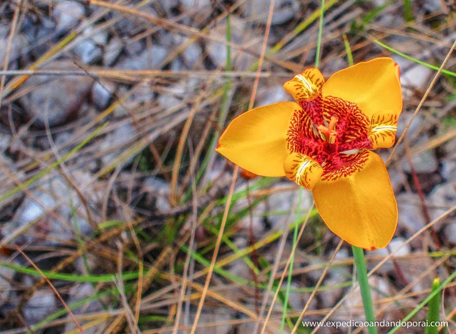 Flores pelo caminho PARNA Chapada dos Veadeiros