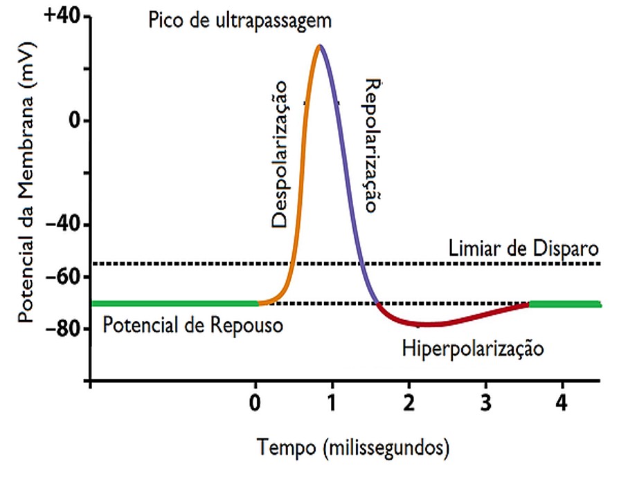 Plantando Ciência Potenciais de Ação Plantando Ciência Potenciais de Ação