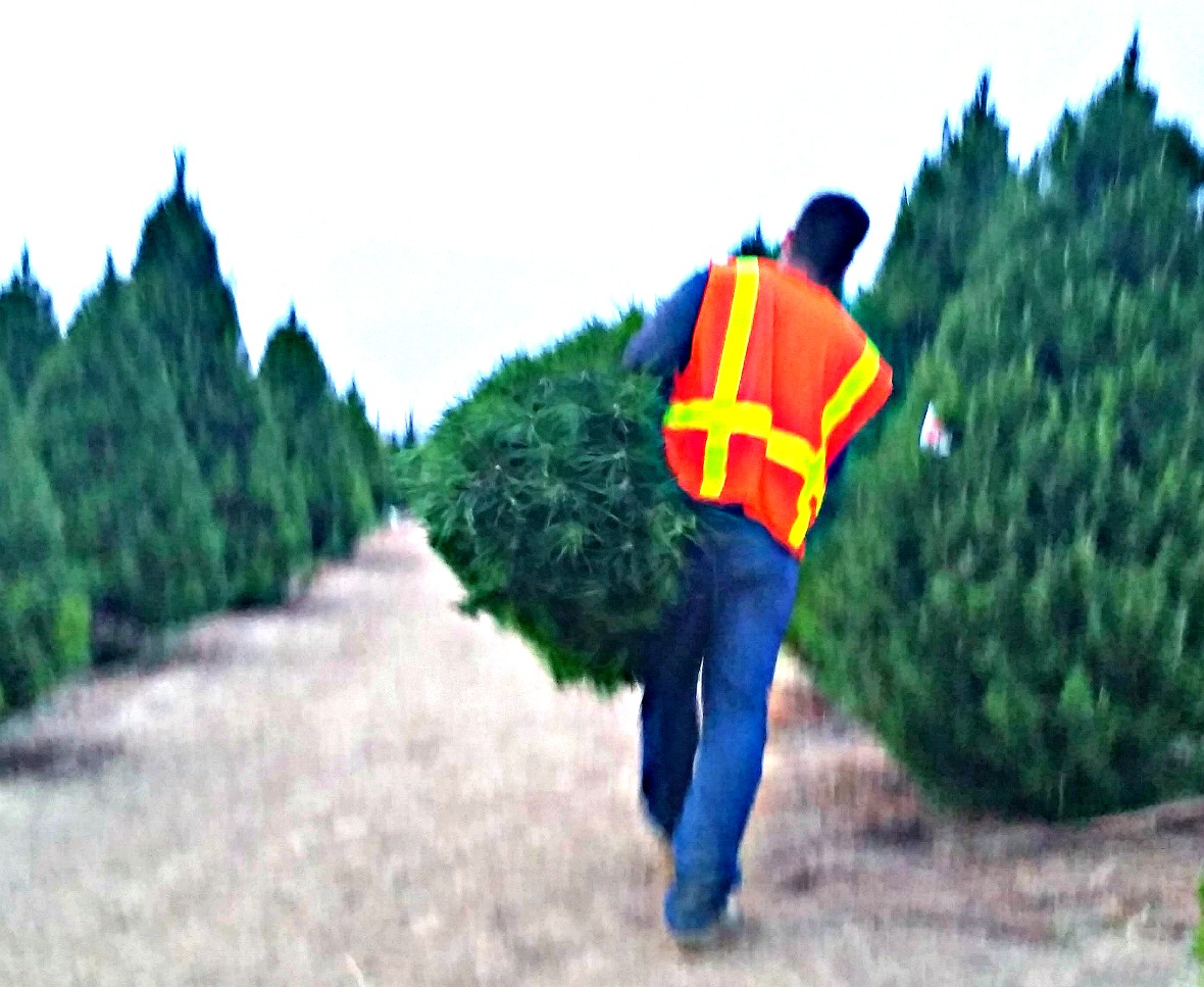 Top 4 Southern California Places to Buy a Fresh Christmas Tree