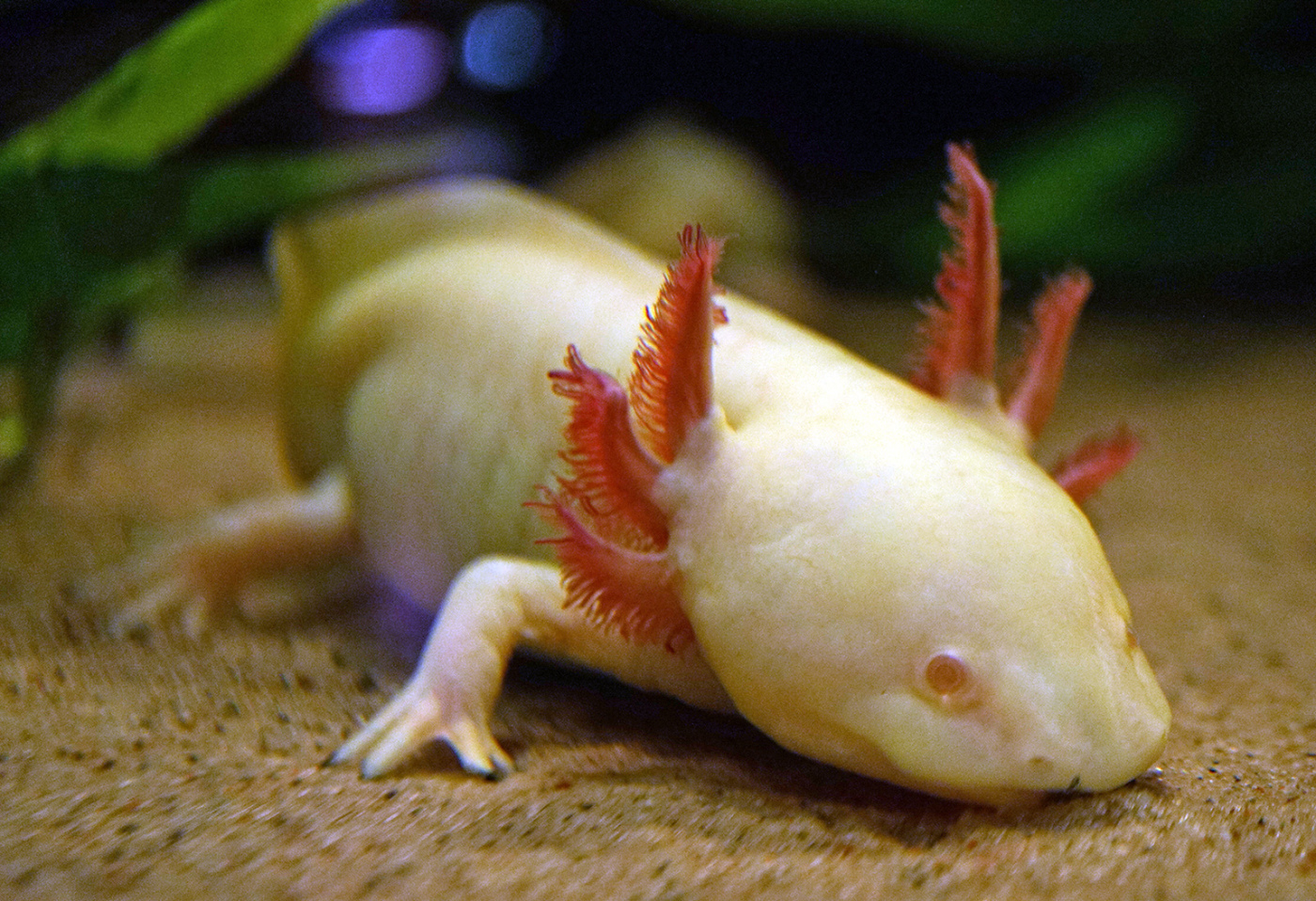 Axolote Conheçam o anfíbio que parece um Pokemon e tem poderes de XMAN. Axolote Conheçam o anfíbio que parece um Pokemon e tem poderes de XMAN.
