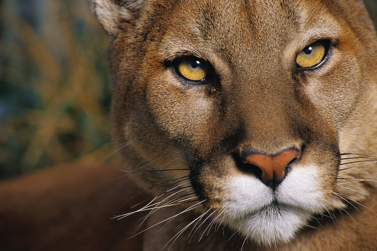 pictures of cougars