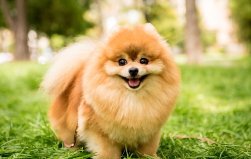 cute dogs breeds