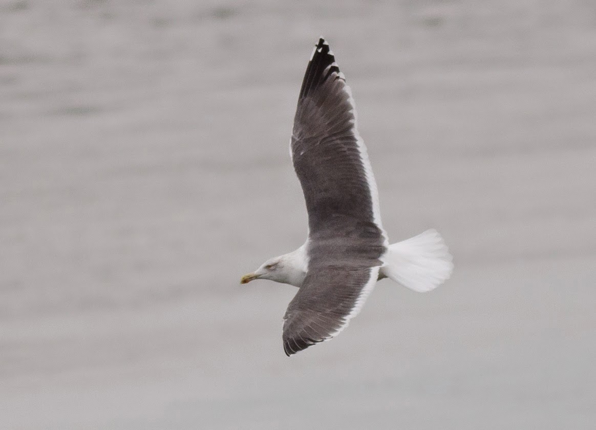 Alix Arthur d'Entremont Hybrid Herring x Great Blackbacked Gull