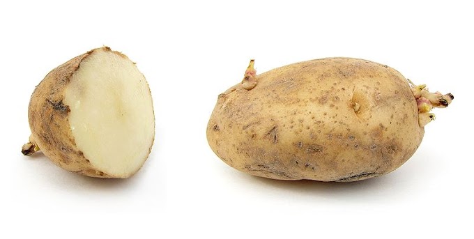Potatoes - Nightshades | Philippines Patatas - Potato