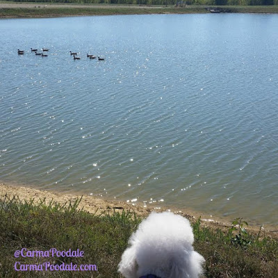 Carma Poodale watching geese