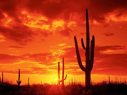 DESERT TAROT READINGS