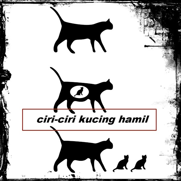 Ciri-Ciri Kucing Hamil Muda yang Harus Kamu Ketahui