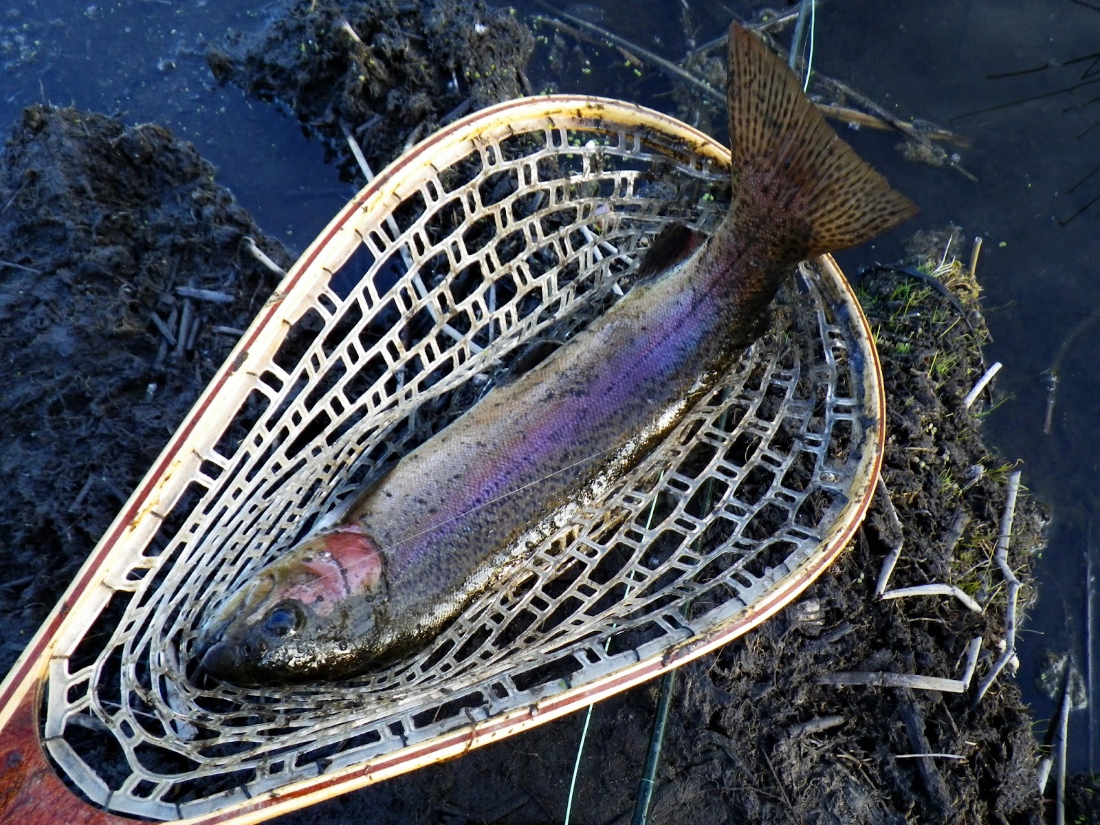 Home Waters A Fly Fishing Life Rocky Ford Creek Report Warm and Dry