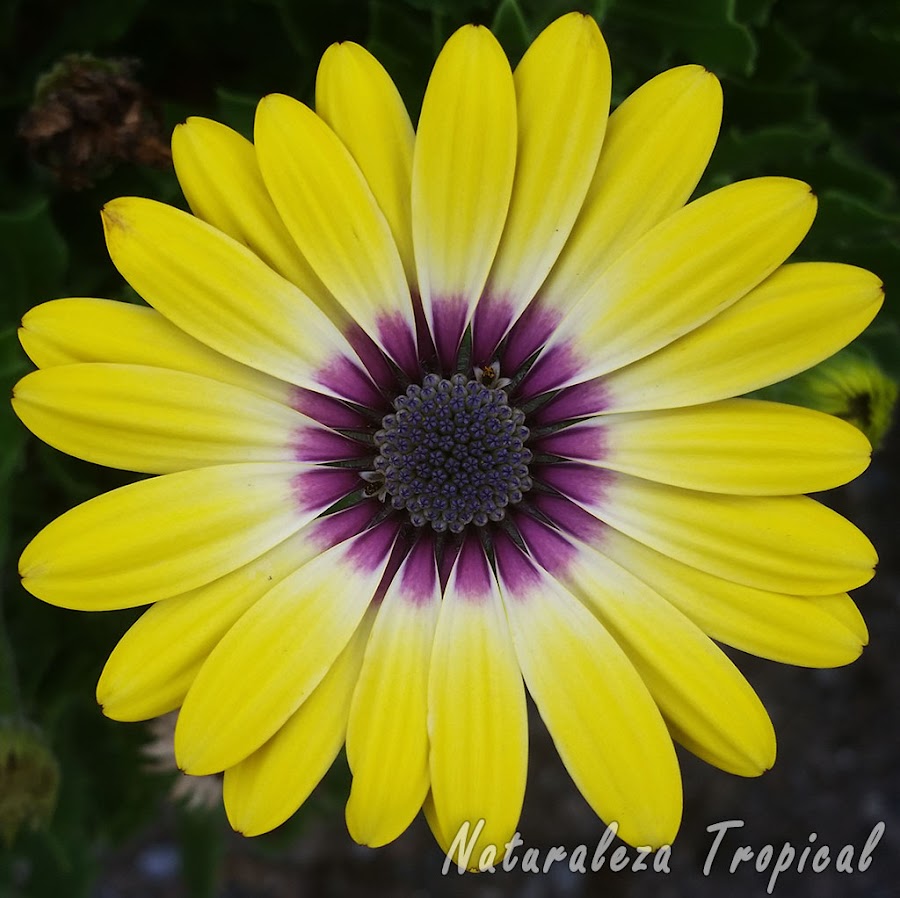 Flor característica de una especie de la familia Asteraceae llamada Osteospermum Serenity Blue Eyed Beauty