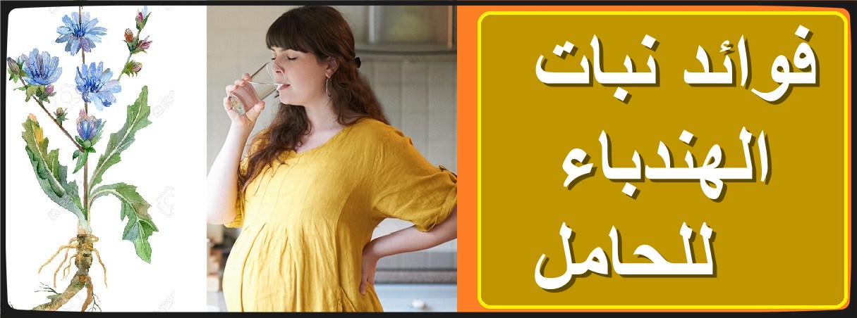 ما هو نبات الهندباء وما هي فوائد الهندباء الطبية؟