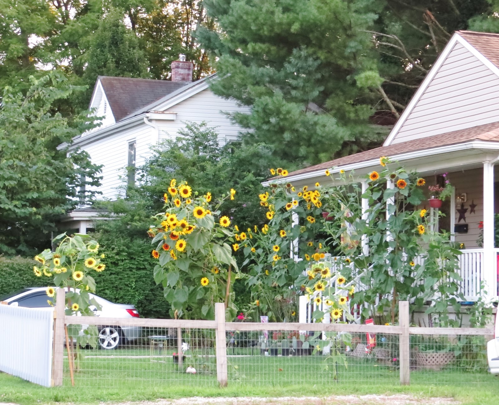 Let Your Light Shine The Sunflower House