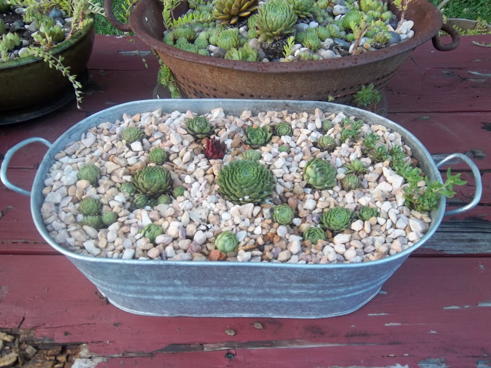 Bucket Outlet Growing Succulents in Buckets & Tubs