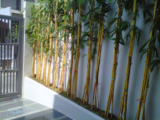 jual rumpun bambu kuning panda | tanaman hias untuk taman rumah dan gedung