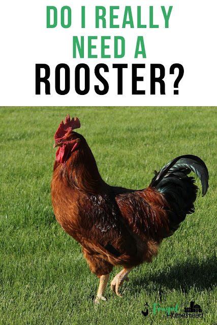 Do I really need a rooster for chickens to lay eggs?  The answer is yes and no.  Let us explain why.