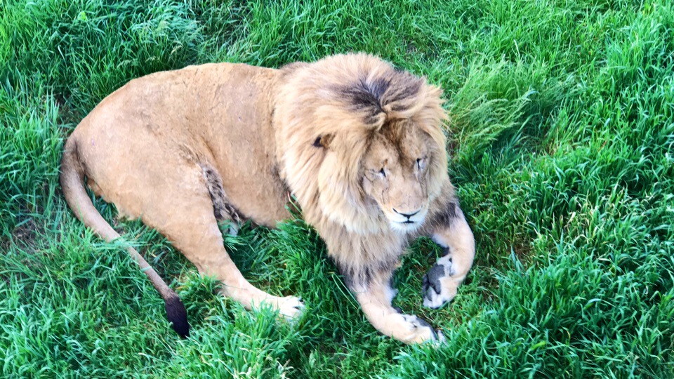 львенок шерхан тайган видео. парк львов тайган. львенок шерхан тайган видео. парк львов тайган в крыму видео. лола тайган.