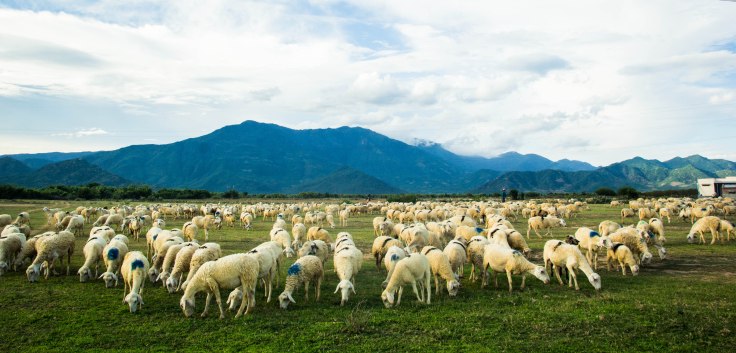 Nuôi cừu làm giàu ở Ninh Thuận