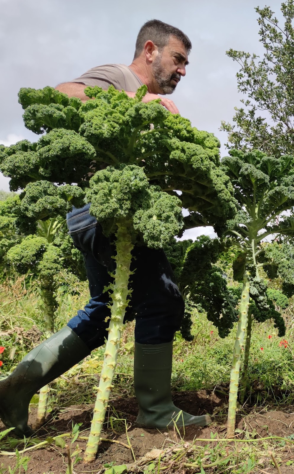 El Huerto de Jose Antonio: Cultivo de col rizada.