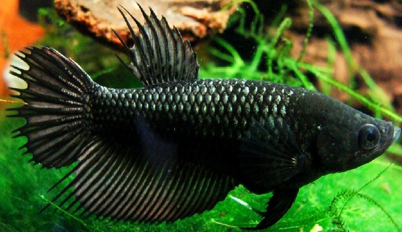 Gambar ikan ikan pemakan jentik nyamuk - Ikan Cupang Betina ( Female )