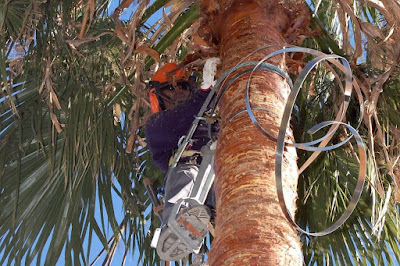 Limpieza de troncos y ramaje de palmeras en Alboraya