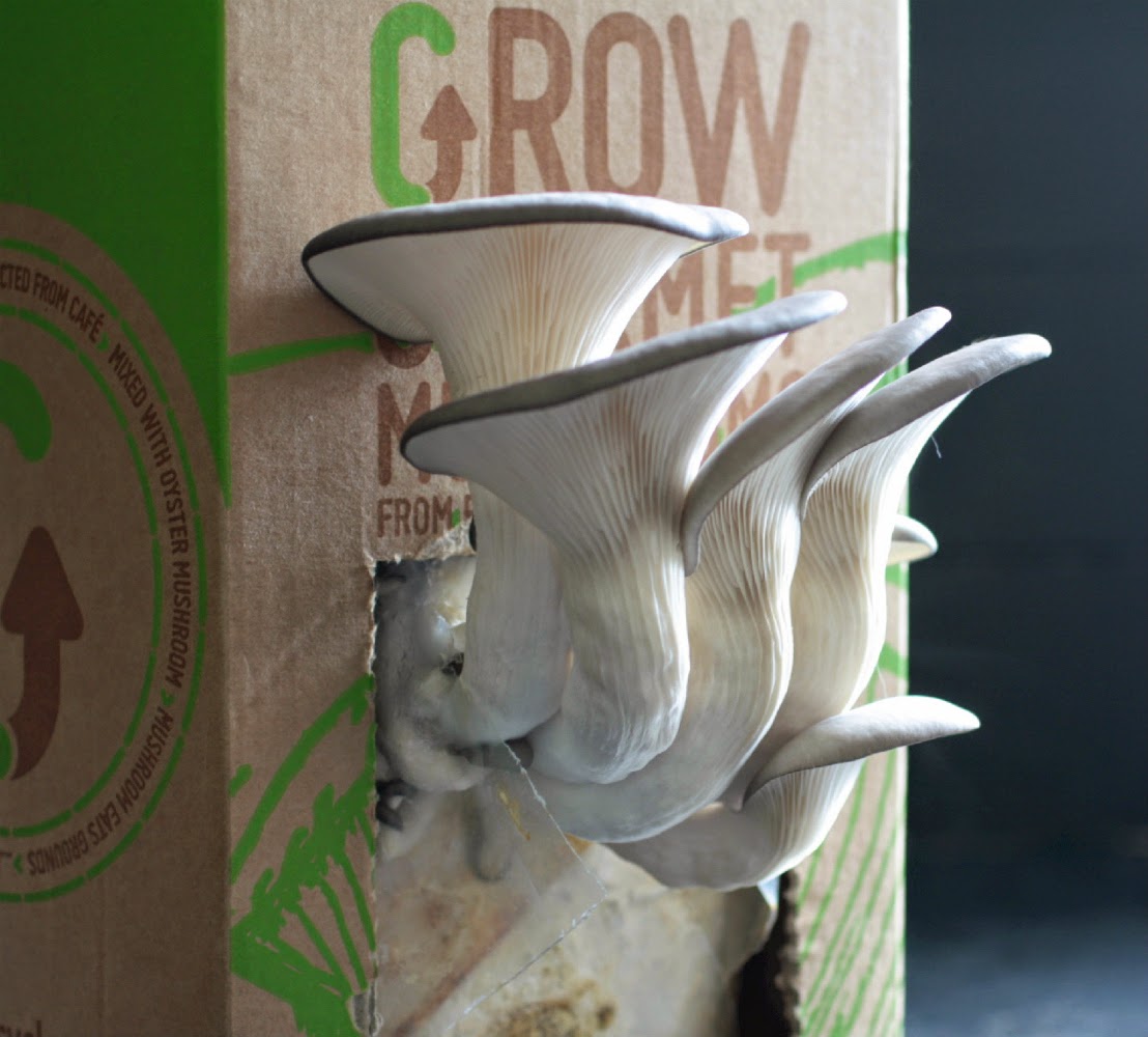 Home Grown Oyster Mushrooms from GroCycle