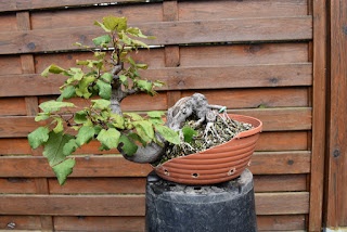 Acer ginnala, Yamadori, Bonsai