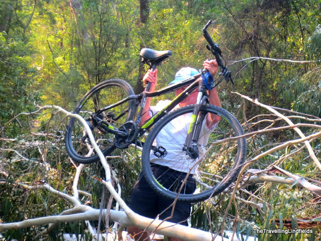 Fallen tree on the Gippsland Lakes Discovery Trail, East Gippsland