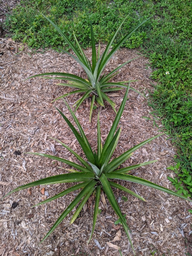 pineapple plants