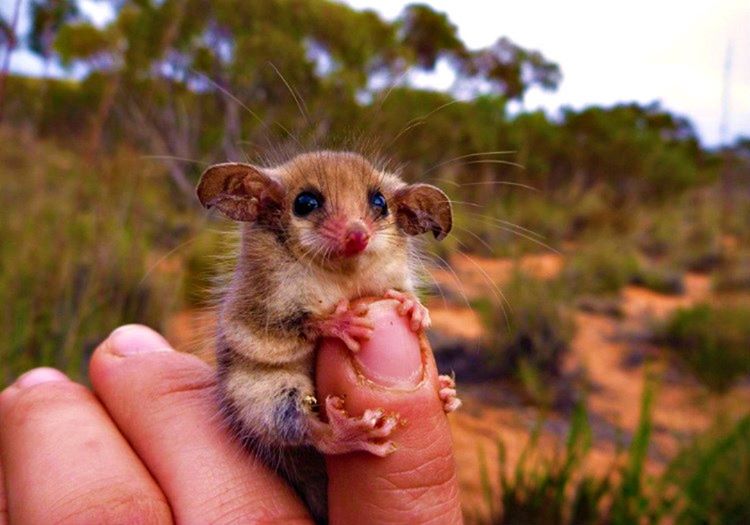 Avustralya'daki hayvanlar dünyanın hiçbir bölgesinde görülemeyecek ilgiç canlılardan oluşmaktadır.