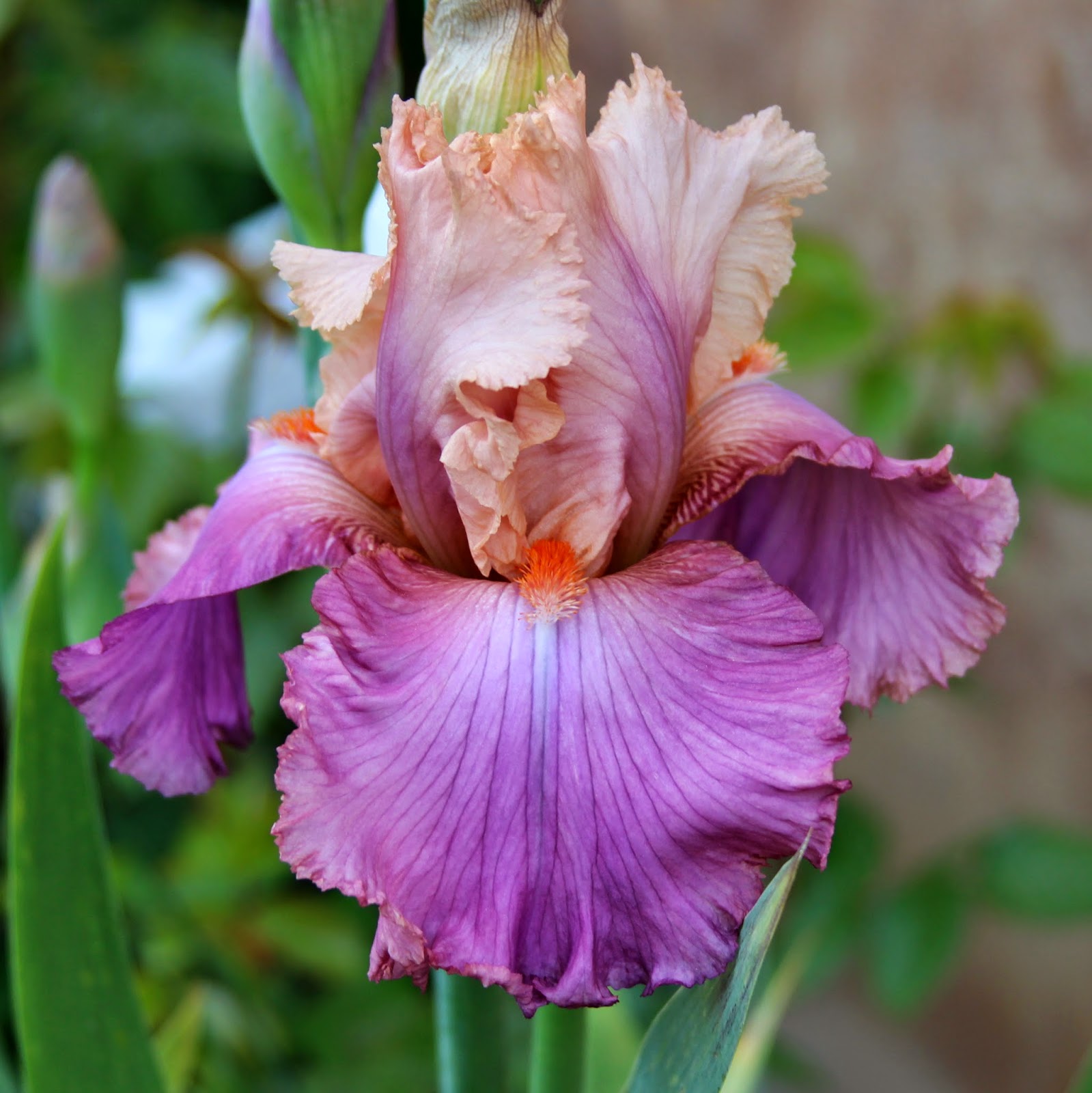 TALL BEARDED IRIS IN MY GARDEN TODAY - Sowing the Seeds