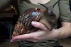 Caracol rabbit