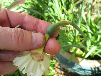 Faded Daffodil flower with seed capsule starting to swell