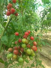 टमाटर की आधुनिक उन्नत खेती Tamatar ki kheti kaise kare