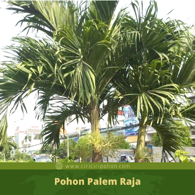 Ciri Ciri Pohon Palem Raja