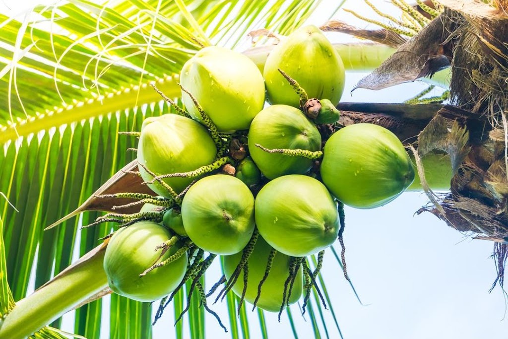 Bibit kelapa pandan wangi asli 1000 Pekanbaru