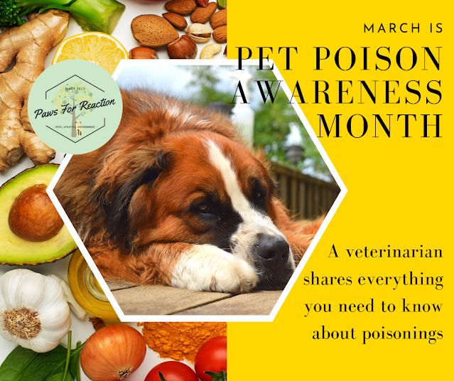 Pet poison awareness: What you need to know about toxin ingestion, inducing vomiting, and pet insurance coverage of pet poisonings