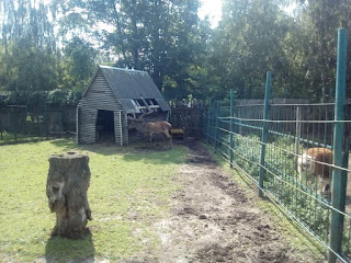 рогатий олень в луцькому зоопарку