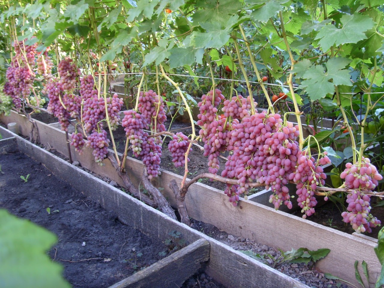 Grapes in Ukraine Все о винограде Виноград Велес. Сорт винограда
